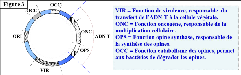 Le génie génétique: Principes et techniques